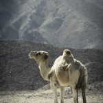 _MG_4340-Edit