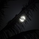 _MG_6483
