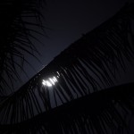 _MG_6486