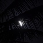 _MG_6487